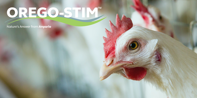 Commercial Study: Orego-Stim Supports Broiler Liveability & Performance During A Necrotic Enteritis Challenge